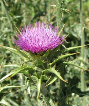 Milk ThistleSBP Milk Thistle